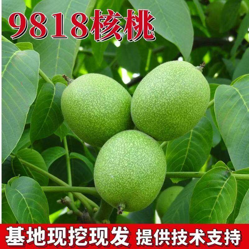 纸皮核桃树薄皮9818核桃苗特大当年结果盆栽地栽南北方种植果树苗图片