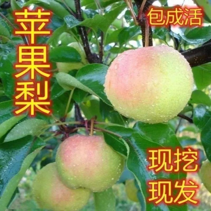 苹果梨树苗东北冻嫁接脆甜