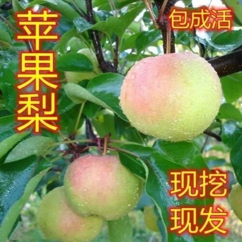苹果梨树果苗梨苗嫁接脆甜晚熟香酥梨南北方种植盆栽地栽果树苗