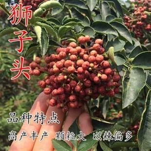 大红袍花椒苗树食用四川九叶青花椒树盆栽地栽南北方种植当年结果