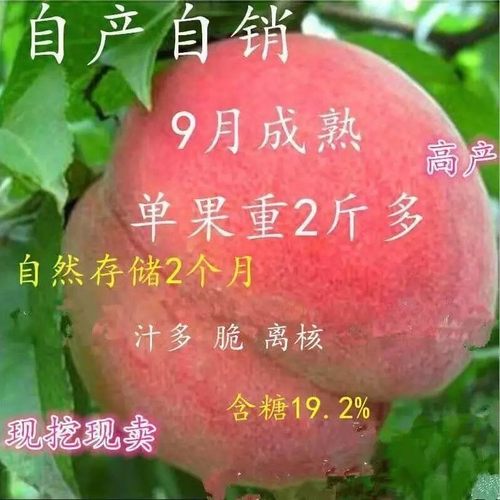 嫁接桃树种神州巨苗晚熟特