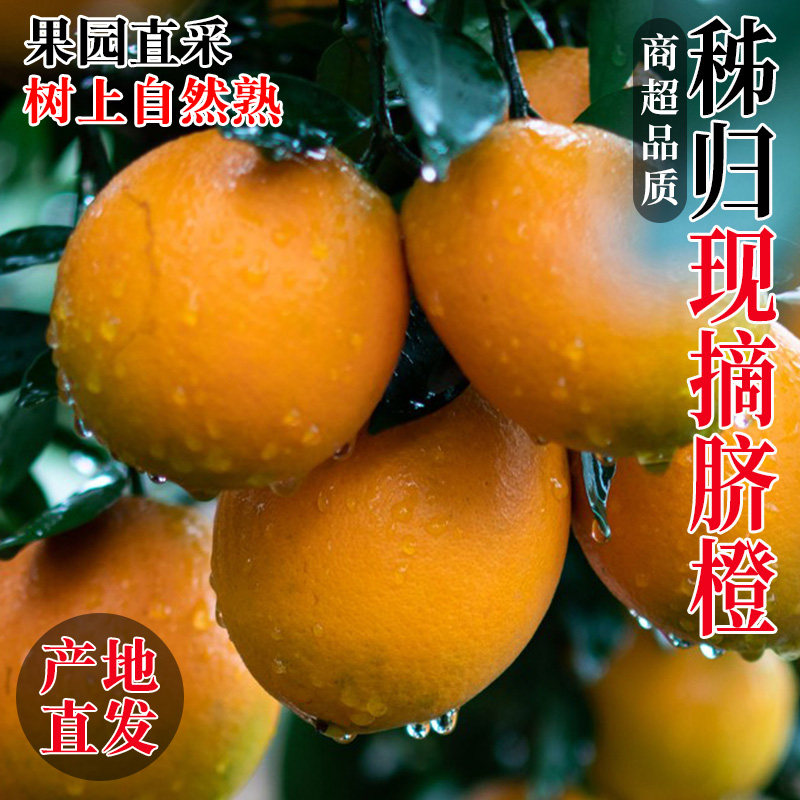 直播整箱包邮秭归正宗脐橙新鲜时令应季水果整箱春橙冰糖手剥橙子,水产肉类/新鲜蔬果/熟食,橙,淘宝优惠券,粉丝福利购,淘宝优惠卷
