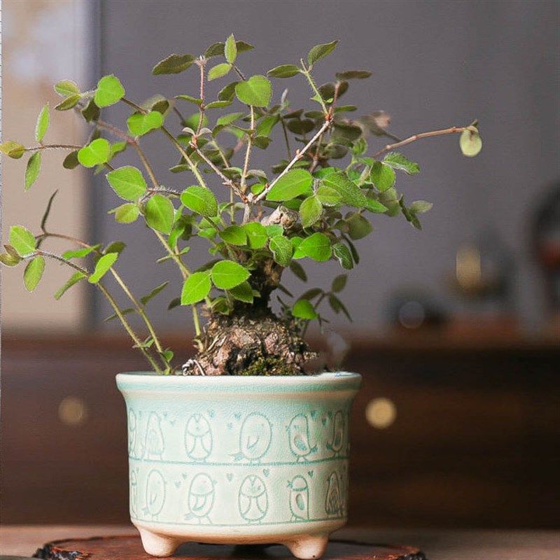 爱心果红果爱心爱的表达爱情果坨坨根系好绿化植物盆景开花结果,鲜花速递/花卉仿真/绿植园艺,造型盆景,淘宝优惠券,粉丝福利购,淘宝优惠卷