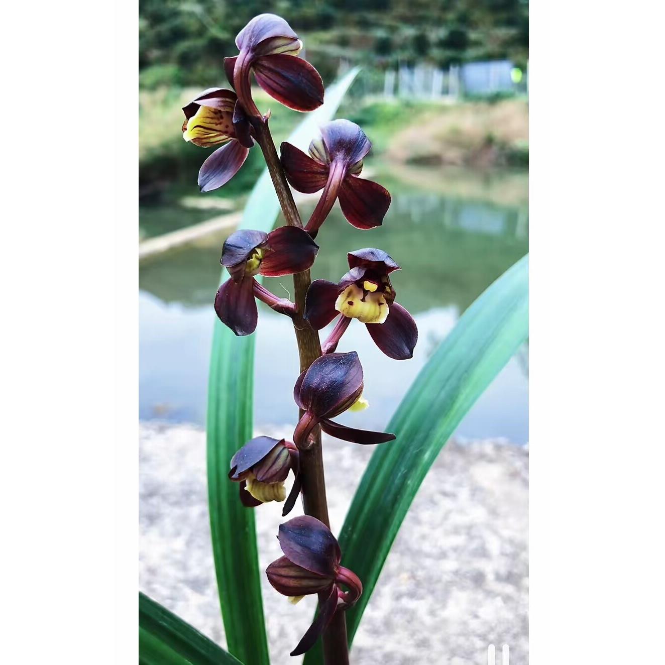 墨兰 黑荷 1苗 需要多苗拍多份 广东翁源兰花苗