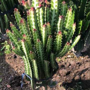 红帝锦仙人柱  龙骨 帝锦盆栽绿植 仙人掌大戟科多肉植物