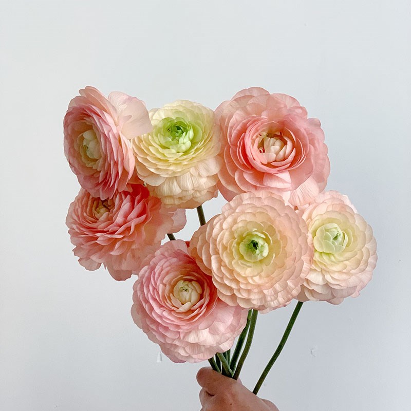 开放绝美层层q叠叠温柔暖心香槟色洋牡丹鲜花插花水养云南直发花