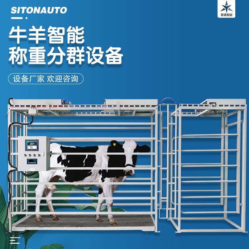 智慧化牧场养殖设备牛羊体重监控管理设备数据云端记录保存