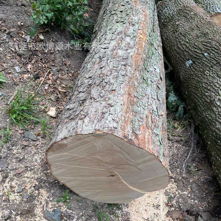 欧洲枫木实木进口硬枫锯材木料圆木板材原木家居材原料木方板材