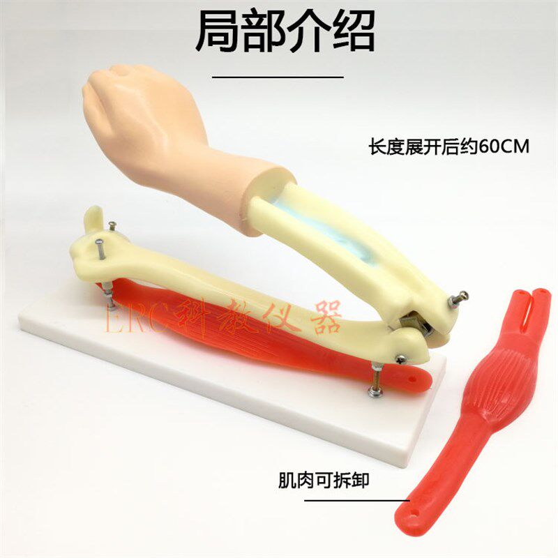 肘关节模型手臂骨骼肌肉模型教学仪器生物教具教师用初高中大号