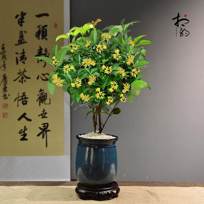 桂花树盆景高度50-55cm兰瓶陶罐嫦娥室内书房盆栽绿植