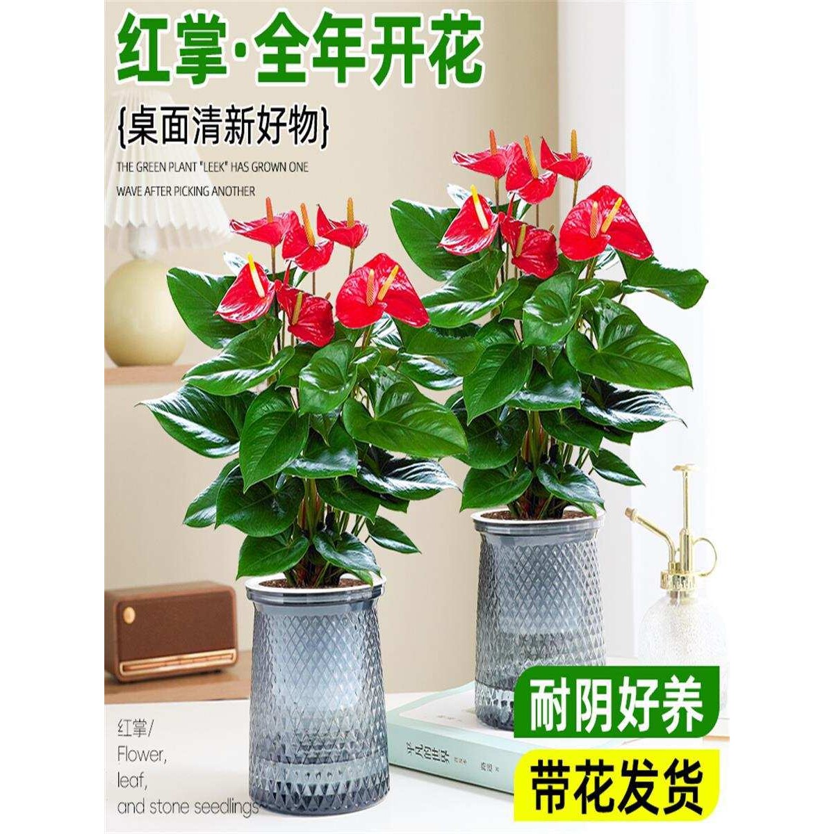 水培红掌白掌盆栽一帆风顺花卉植物室内绿植净化空气四季开花好养
