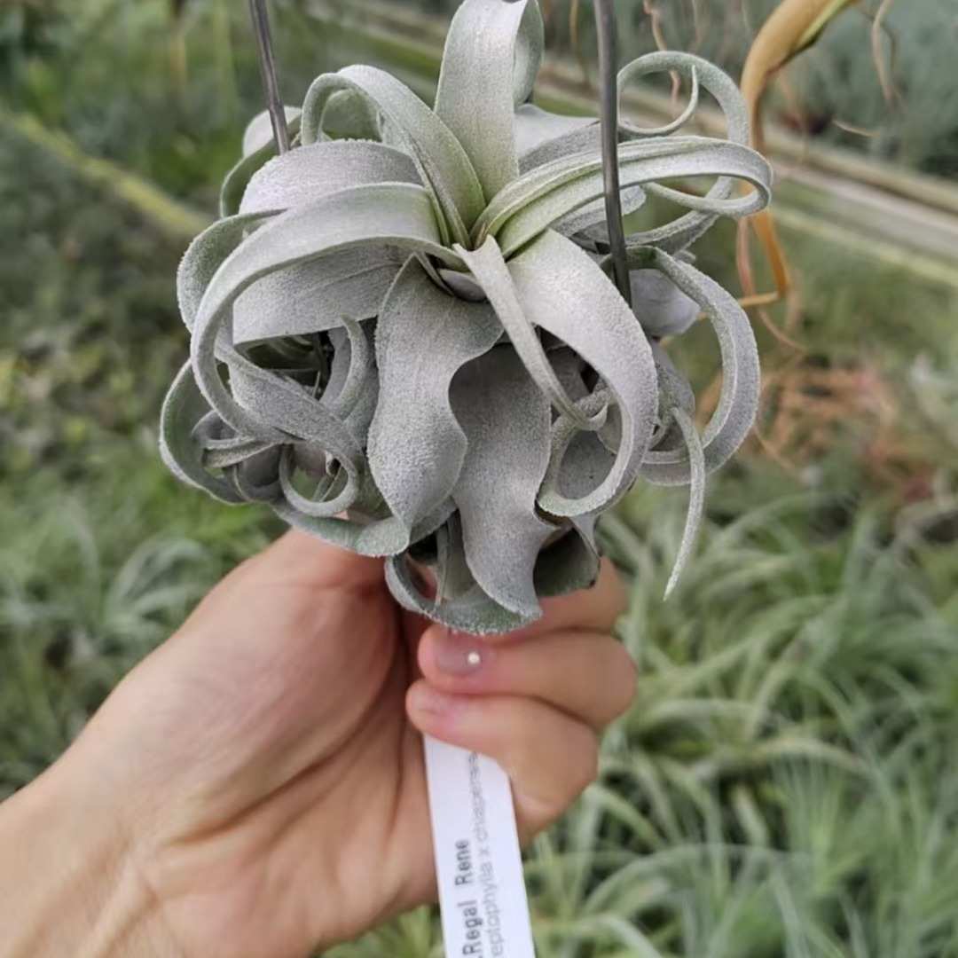 稀有品种贵货合集，空气凤梨无土植物，基地直发，