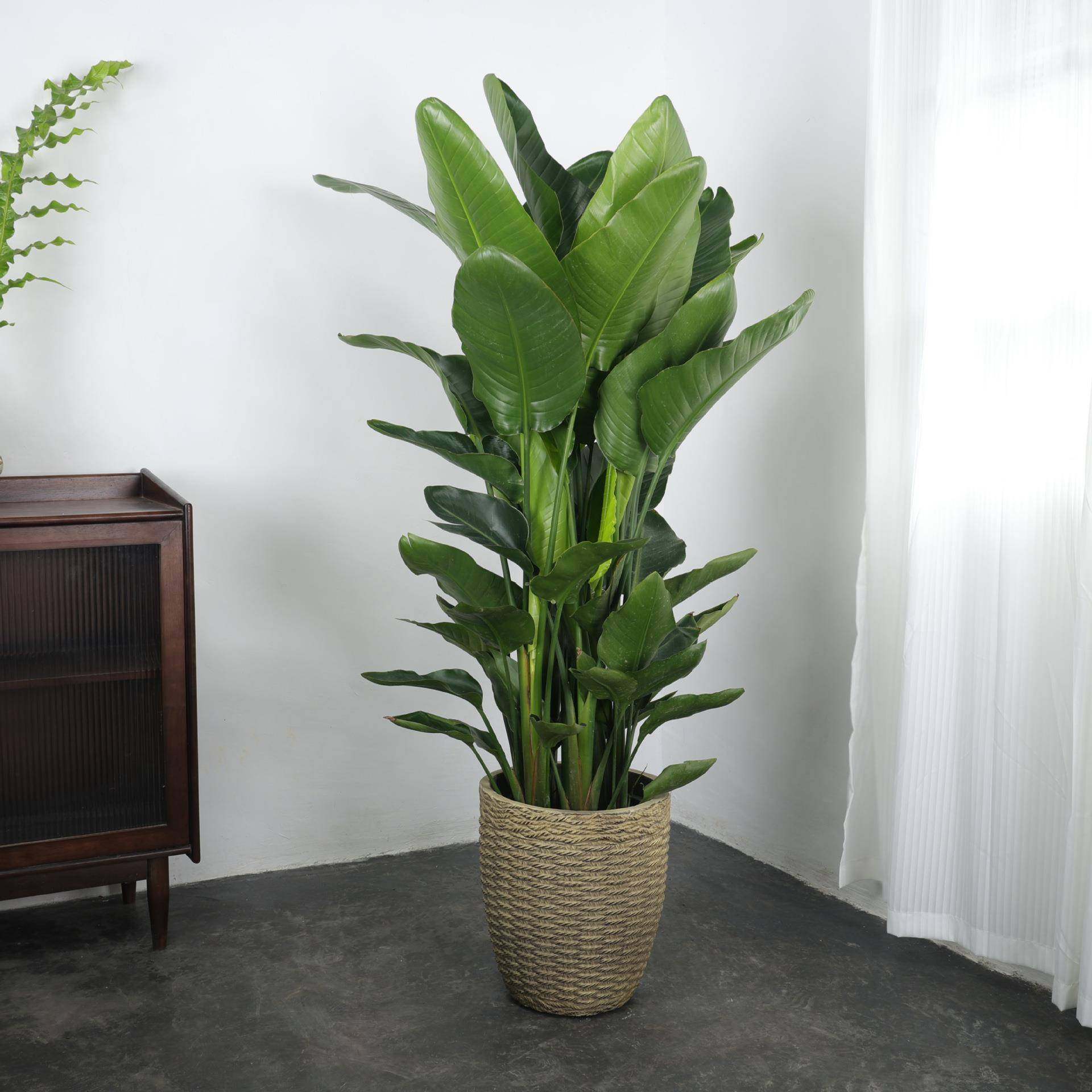 复古仿编织水泥落地花盆大口径藤编天堂鸟龙血树黑金刚大型绿植盆