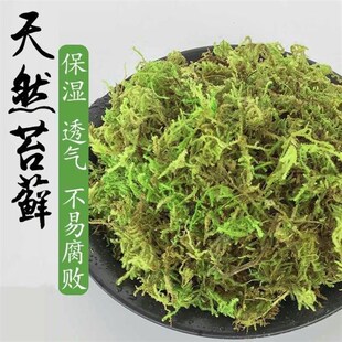 蝴蝶兰专用水苔捕蝇草兰花土干苔藓乌龟冬眠换盆育苗石斛天然爬宠