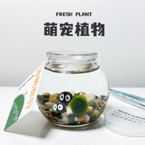 桌面小宠马创意礼物懒人活植物球水培 送朋友室内海藻里莫 物好养