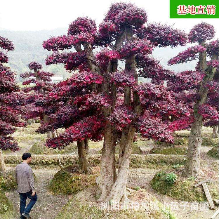 红花继木桩景 精品园林工程绿化苗木庭院造型种植 基地直销