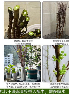 干燥树枝雪柳鲜枝水培插花水培植物室内好养鲜花卉盆栽绿植龙柳小