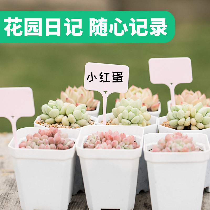 园艺标签T型花盆插牌塑料插地牌多肉绿植花卉植物花名防水小插牌