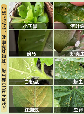 园艺防虫片花卉绿植防蛀盆栽菜地除蚜虫蓟马白粉虱通用糖化硼肥片
