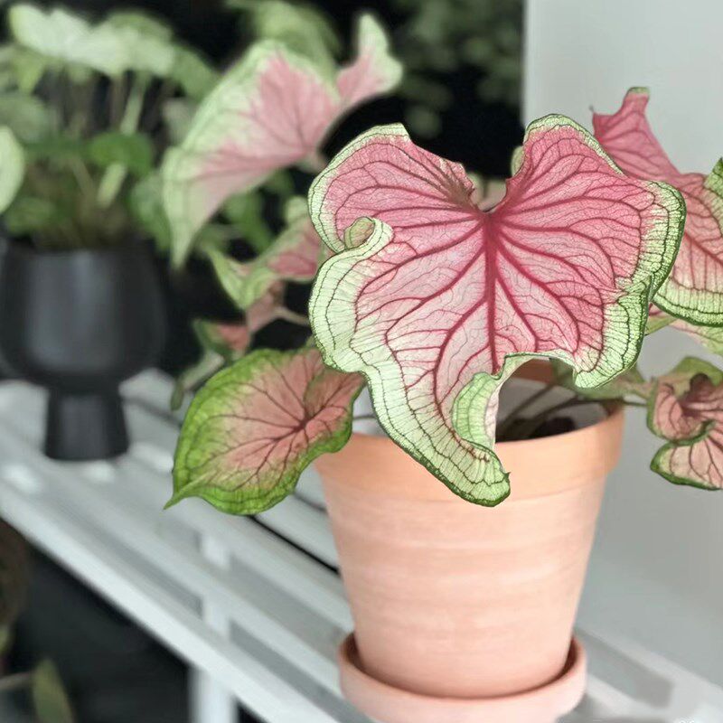 彩叶芋盆栽白色恋人海芋种球室内客厅绿植物办公室桌面花卉好养活图片