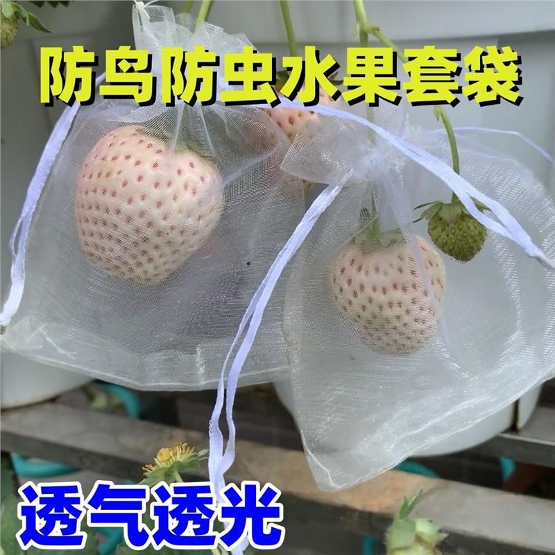 瓜果防虫网纱袋芒果苦瓜蔬菜水果黄瓜防虫袋防鸟葡萄套袋果袋神器