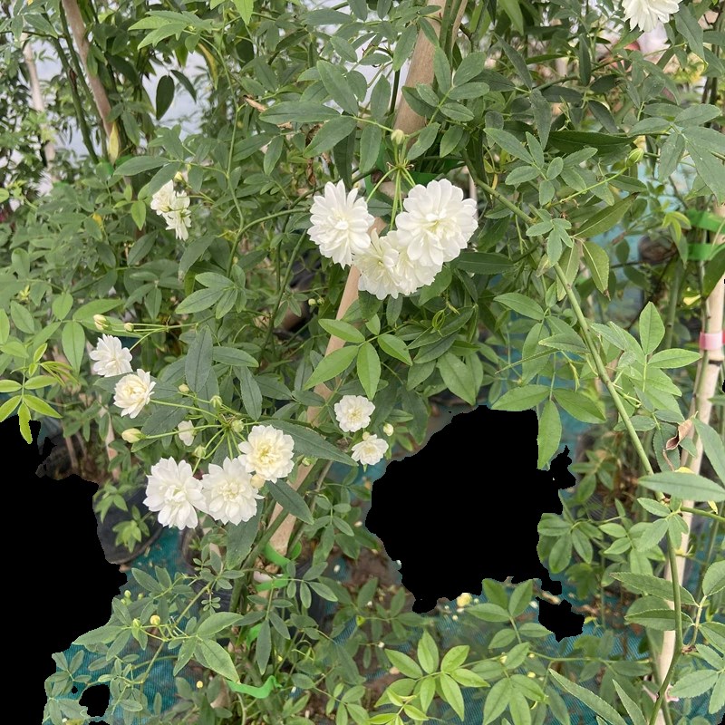 黄木香花爬藤开花庭院耐热耐寒植物墙白木香藤本花卉别墅拱门花架
