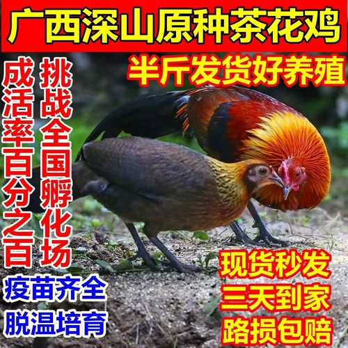 现货散养半斤茶花鸡活苗七
