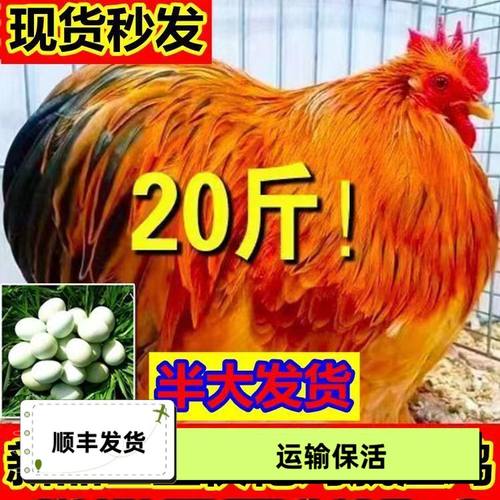巨型鸡阿克南西部快枪2023