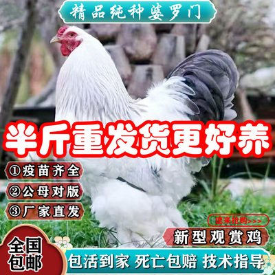 正宗婆罗门鸡活苗纯种巨型