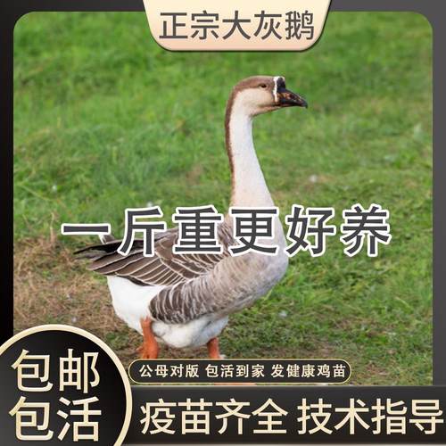 一斤纯种特灰鹅大四季皖南