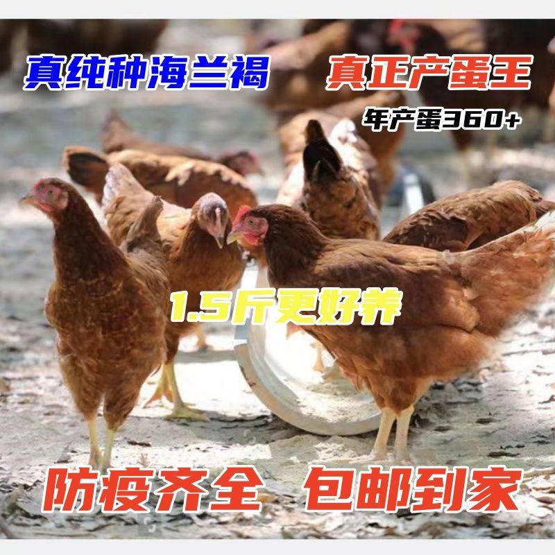 现货纯种海兰褐高产蛋优质散养土鸡动物种苗鸡苗活小鸡苗活苗活鸡