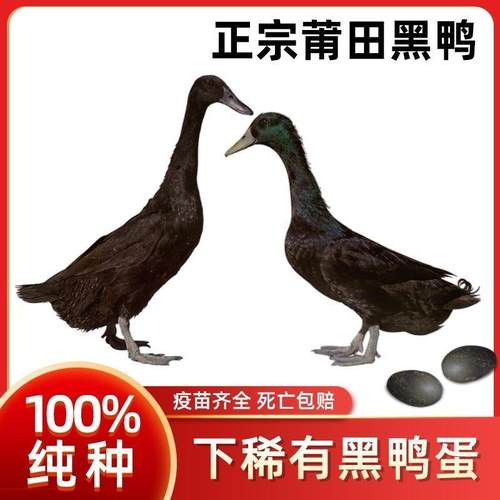 【现货】纯种莆田黑鸭苗活