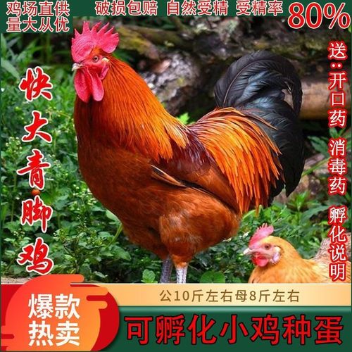 快大型青脚麻鸡半斤高产羽