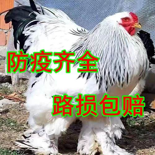 一斤纯种婆罗门鸡活苗巨型