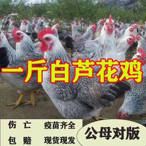 一斤正宗白芦花鸡活苗纯种