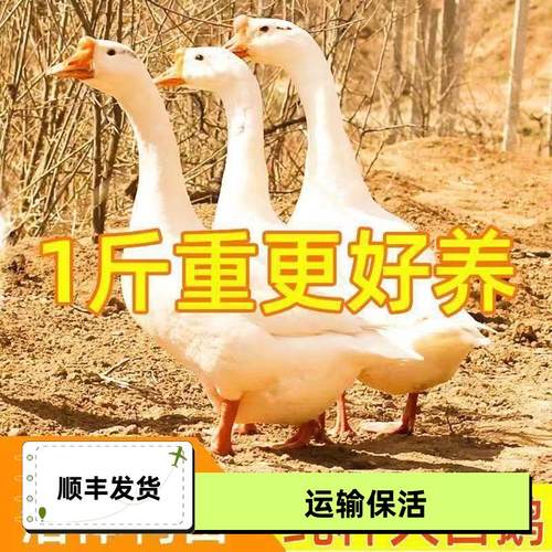 特大产蛋王鹅白四季三花种