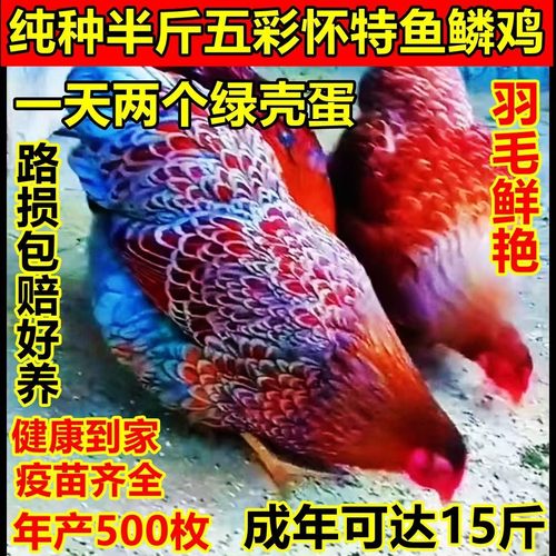 现发半斤左右五彩鱼鳞鸡活