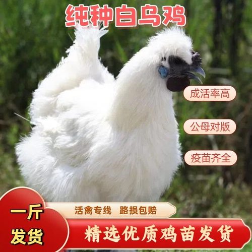纯种散养白凤乌鸡活苗泰和