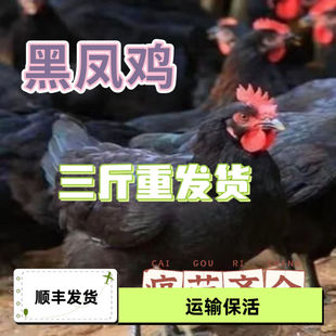 热卖 三斤散养纯种黑凤鸡活物五黑鸡绿壳蛋鸡成年下蛋鸡黑鸡青年鸡