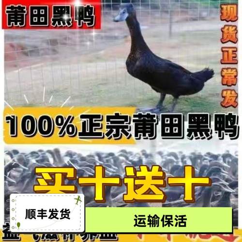 莆田黑鸭苗活体物药子小壳