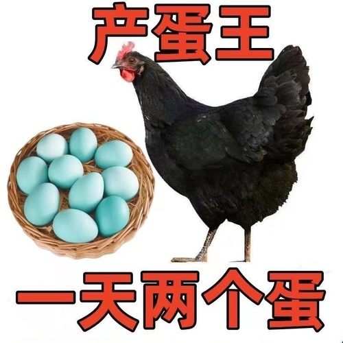黑凤鸡蛋土五一绿壳乌abcd