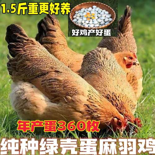 15斤土鸡麻羽活苗小一散养