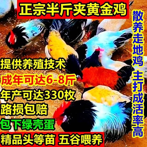 半斤七彩夹黄金鸡苗观赏食