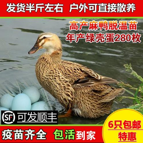 高产绿壳蛋麻鸭苗活子半大