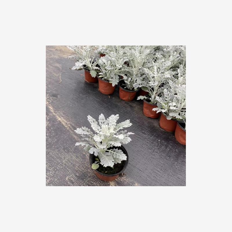 银叶菊赛车手盆栽花镜植物庭院阳台绿植花园调色芙蓉菊耐寒好养