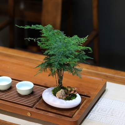 文竹盆栽绿植室内大号客厅办公室桌面造型盆景云竹植物茶几摆件