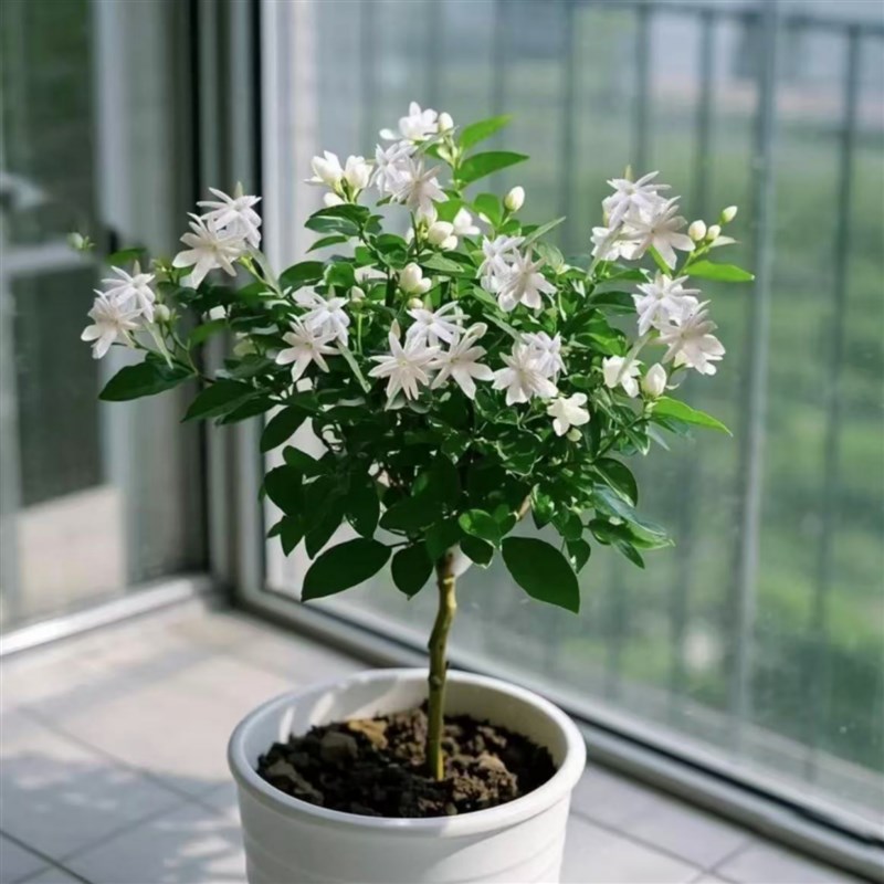笔尖茉莉单瓣茉莉花盆栽白茉莉室内植物芳香独杆花苗茉莉王重瓣