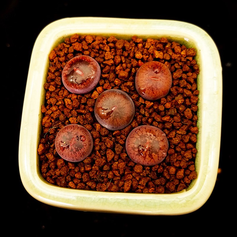 多肉植物生石花酒s红日轮屁股花PP花石生花