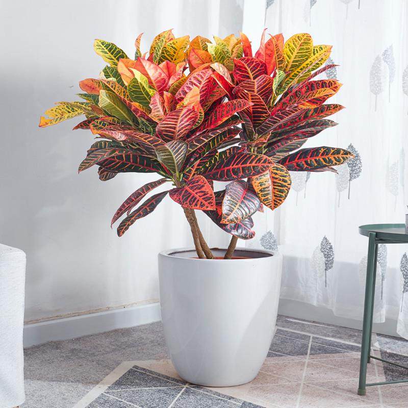 七彩变叶木盆栽观叶植物耐热四季常青室内客厅净化空气变色木绿植,鲜花速递/花卉仿真/绿植园艺,割草机/草坪机,淘宝优惠券,粉丝福利购,淘宝优惠卷
