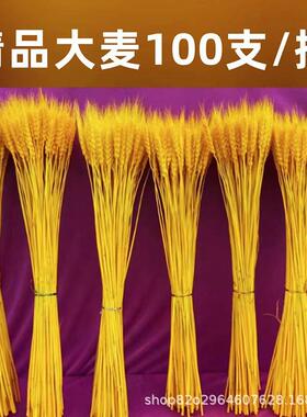 麦穗干花开业大麦花束客厅田园风装饰摆件插花道具金黄色干花麦穗